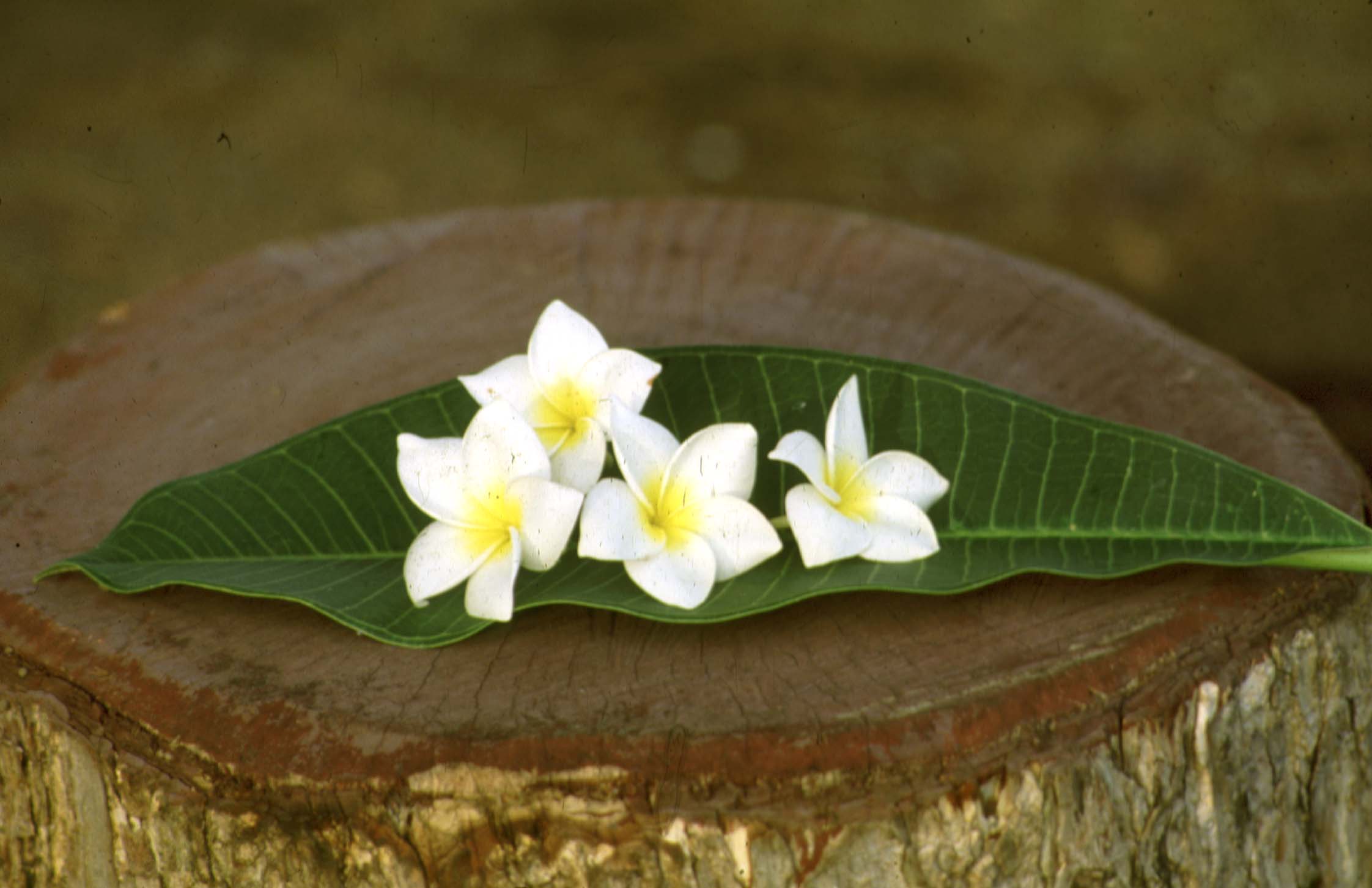 Fiore
